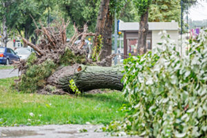 storm-damage-repairs-fallen-tree-damaged-home